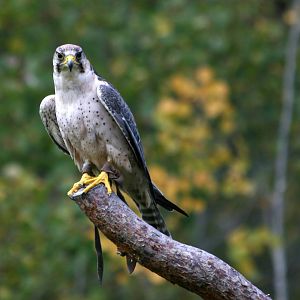 Lanner falcon - Kolmården