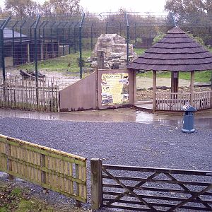 Lion Enclosure