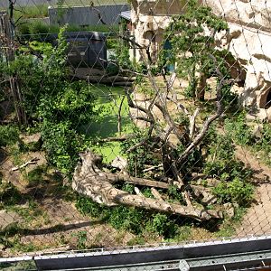 Halle Zoo - Big Cat House