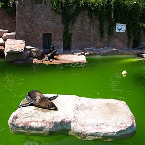 Halle Zoo - Fur seal pool