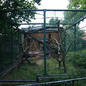 Halle Zoo - Binturongs