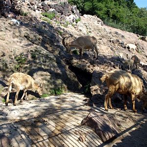Halle Zoo - Ibex