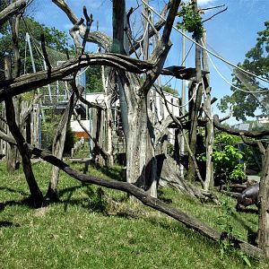 Halle Zoo - Hippo/saki aviary