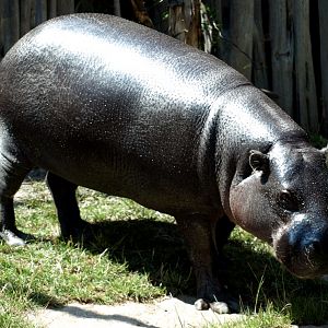 Halle Zoo - Pygmy hippo
