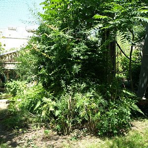 Halle Zoo - Chimpanzee outdoors