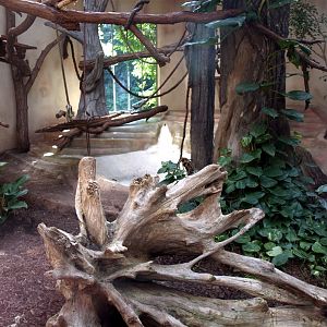 Halle Zoo - Chimpanzee indoors