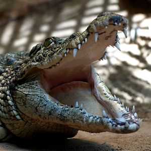 Halle Zoo - Nile crocodile