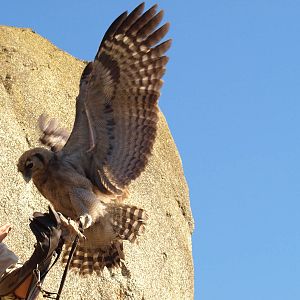 Training the owl (Bubo lacteus)