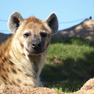 spotted hyena male
