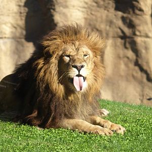 the lion showing his tongue
