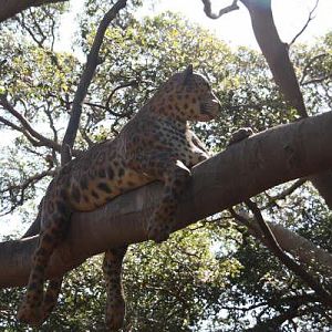 Fake Leopard in tree above Spotted deer and jungle fowl exhibit