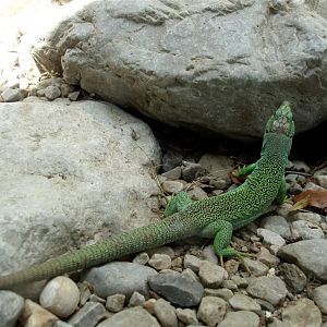 Alpenzoo Innsbruck - Lizard