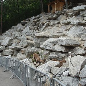 Alpenzoo Innsbruck - Ibex enclosure