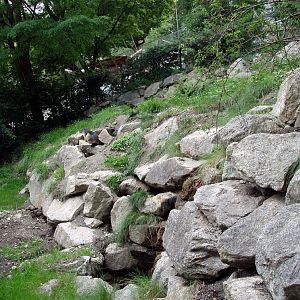 Alpenzoo Innsbruck - Marmot exhbit