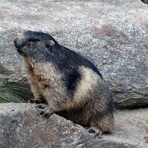 Alpenzoo Innsbruck - Marmot