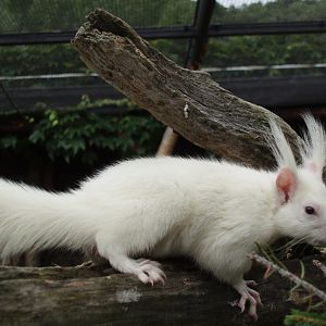 Alpenzoo Innbruck - White squirrel