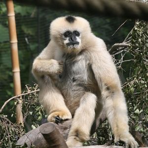 Black Gibbon (female)