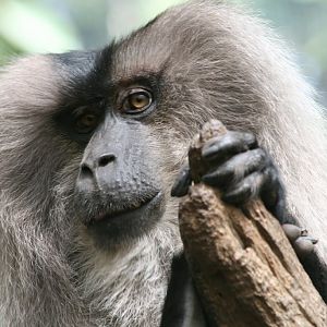 Lion-tailed Macaque