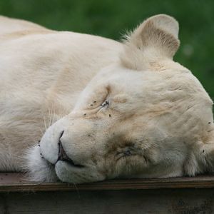 White Lion