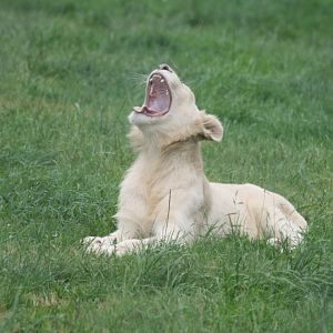 White Lion yawning