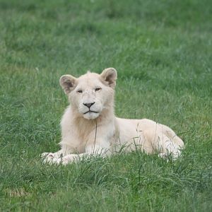 White Lion