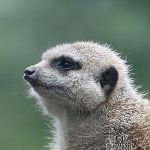Meerkat