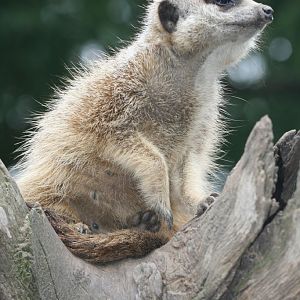 Meerkat