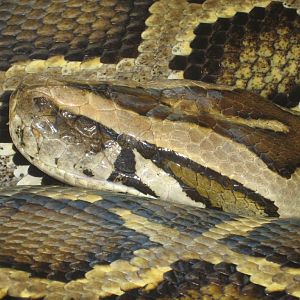 Burmese Python