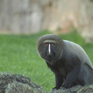 Owl-faced guenon looking to me