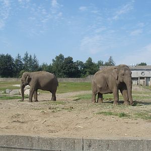 Givskud Zoo - Elephant enclosure