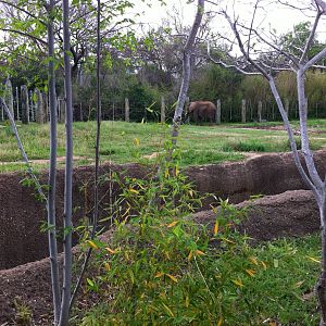 CPZ elephant enclosure