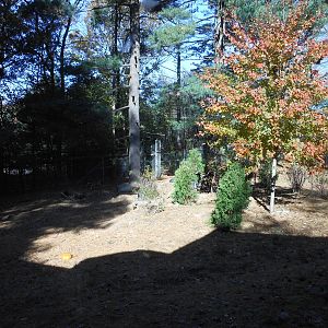Beardsley Zoo- WOLF- Red Wolf Exhibit