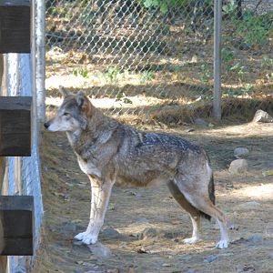 Beardsley Zoo- WOLF- Red Wolf