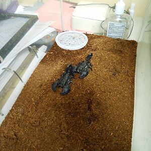 Beardsley Zoo- Rainforest Building- Emperor Scorpions (Off-Exhibit)