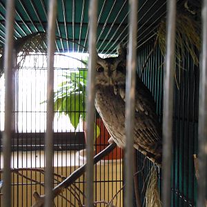 Beardsley Zoo- Rainforest Building- Screech Owl? (Off-Exhibit)