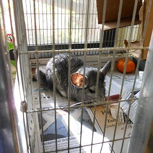 Beardsley Zoo- Rainforest Building- Chinchilla (Off-Exhibit)