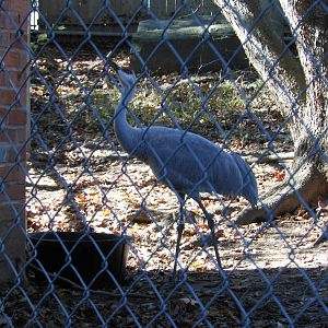 Beardsley Zoo- Alligator Alley- Sandhill Crane