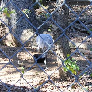 Beardsley Zoo- Alligator Alley- Backside of a Sandhill Crane