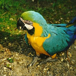 Rode (closed) 1st April 1999