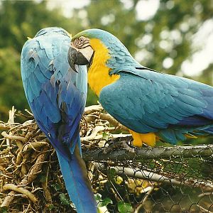 Rode (closed) 1st April 1999