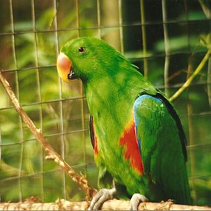 Rode (closed) 1st April 1999