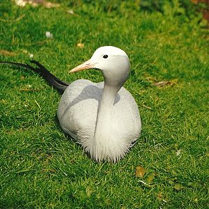 Rode (closed) 1st April 1999