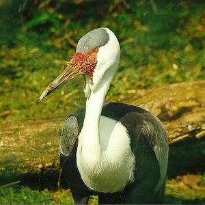 Rode (closed) 1st April 1999