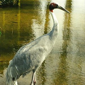 Rode (closed) 1st April 1999