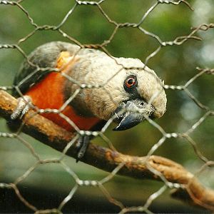 Rode (closed) 1st April 1999