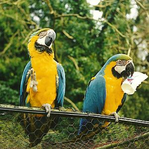 Rode (closed) 1st April 1999