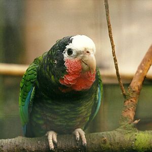 Rode (closed) 1st April 1999