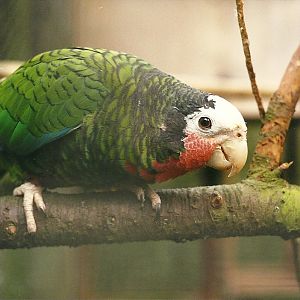 Rode (closed) 1st April 1999