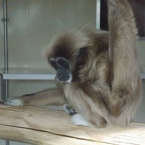 Twycross zoo - (2/3/2012)