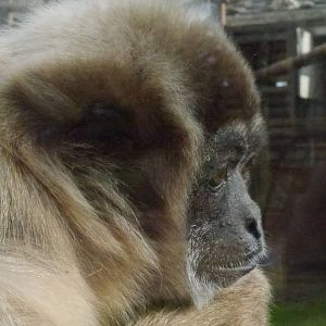Twycross zoo - (2/3/2012)